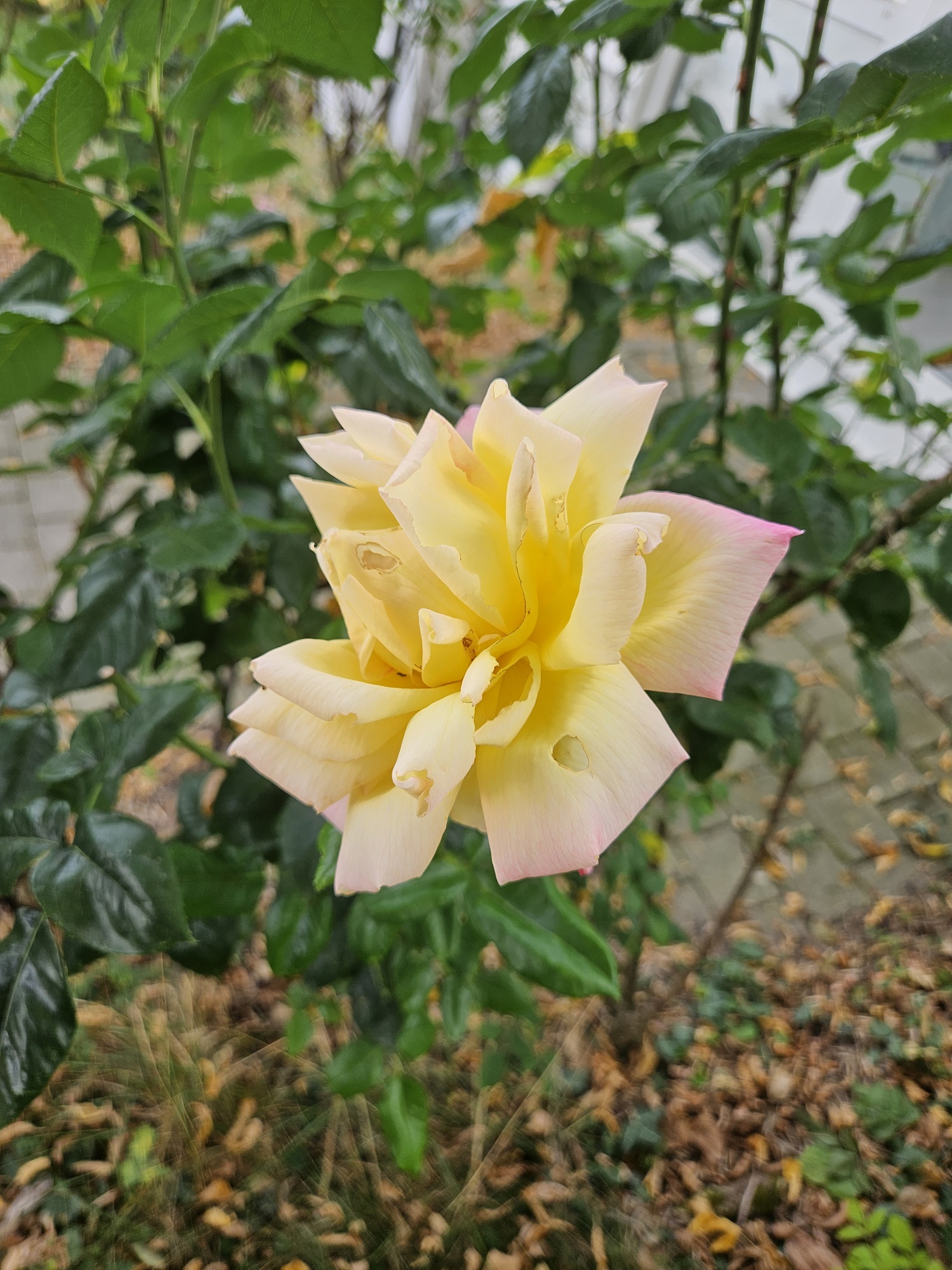 Herzogblume